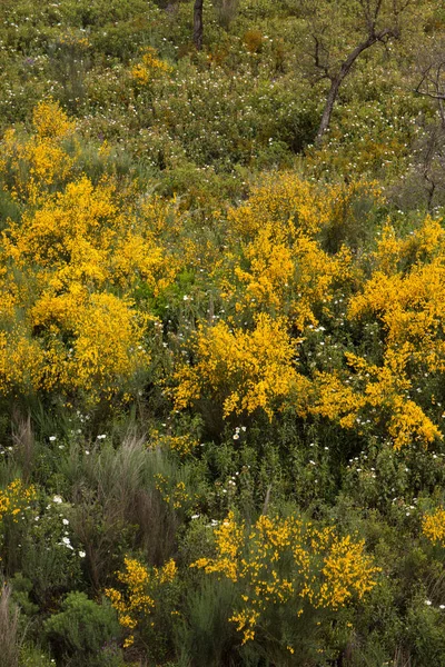 Algarvenflora im Frühling — Stockfoto