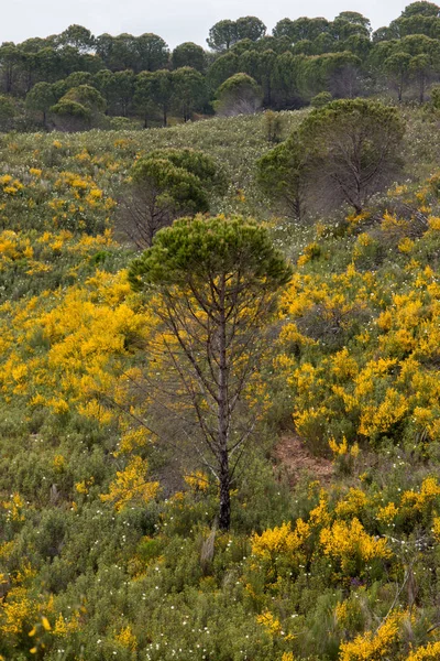 Spring Algarve landscape flora — Stock Photo, Image