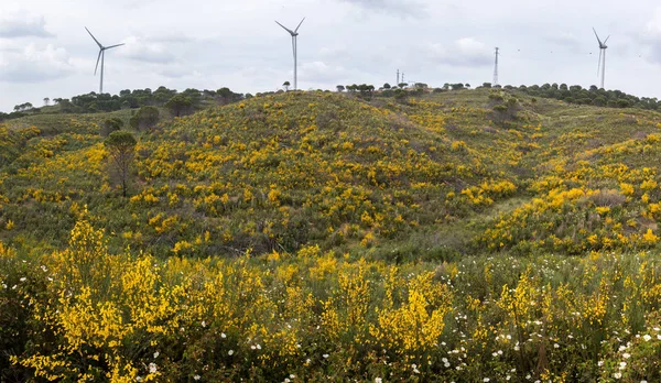 Flora krajobraz wiosna Algarve — Zdjęcie stockowe