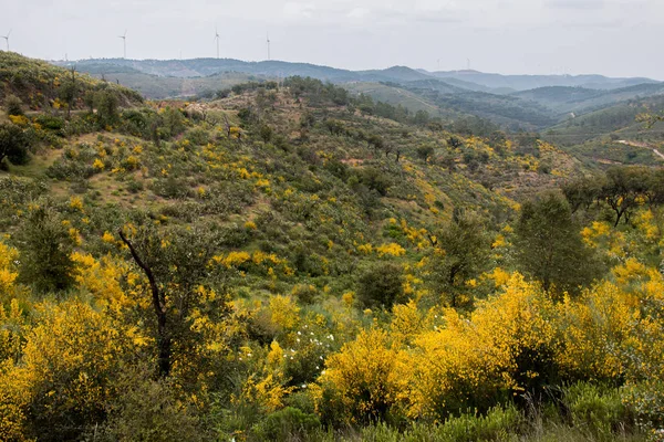 Primavera Algarve paisagem flora — Fotografia de Stock