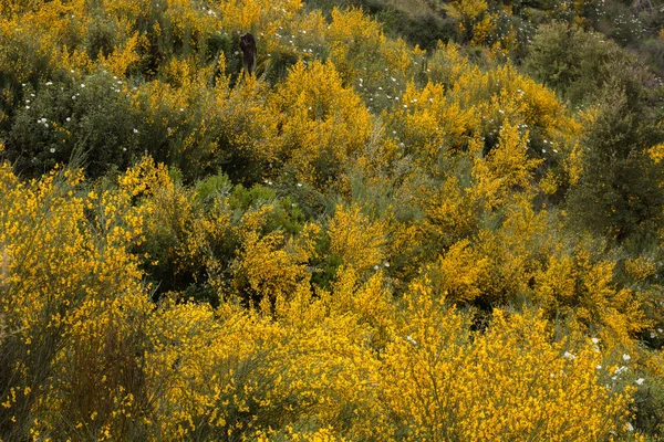 Algarvenflora im Frühling — Stockfoto