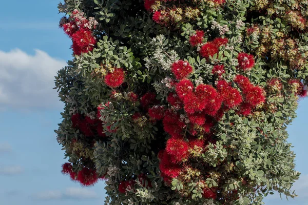 Hermoso árbol de Callistemon —  Fotos de Stock