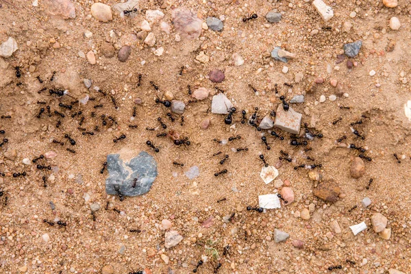 Black ants on the ground — Stock Photo, Image