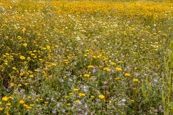 Algarvenflora im Frühling — Stockfoto