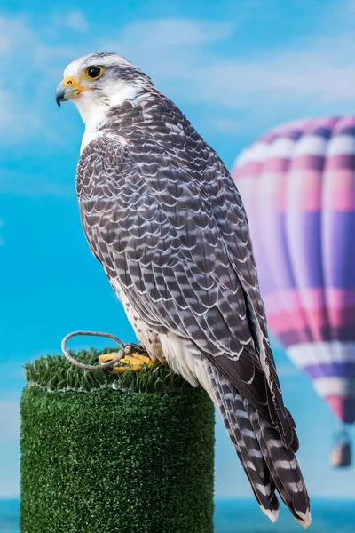 Pássaro de rapina Peregrine Falcon — Fotografia de Stock