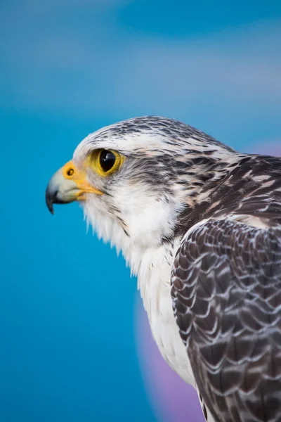 Falco pellegrino rapace — Foto Stock