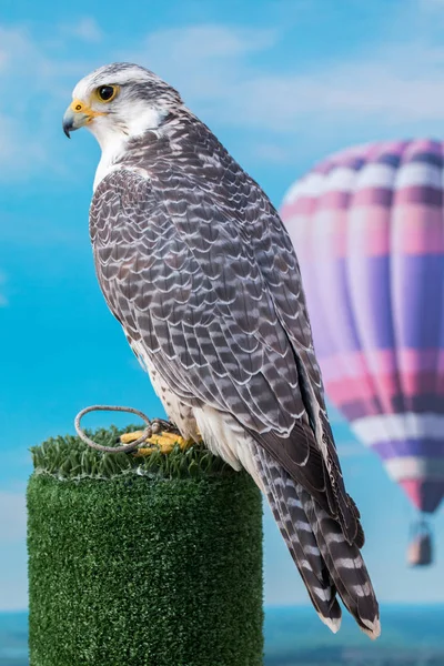 Greifvogel Wanderfalke — Stockfoto