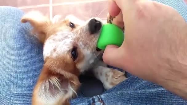 Ägaren leker med hunden — Stockvideo