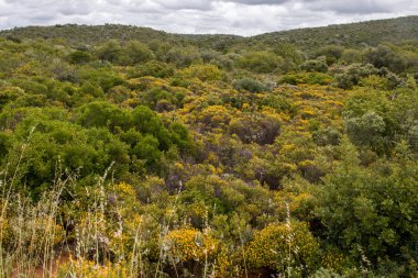 güzel kırsal bitki örtüsü