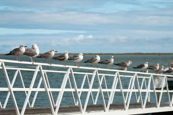 Row of seagulls — Stock Photo, Image