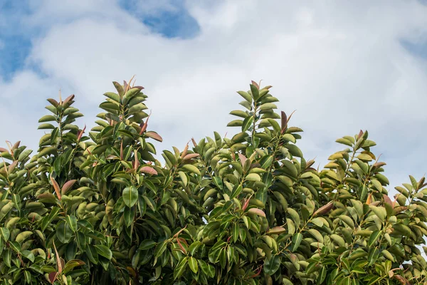 Ficus elastica strom — Stock fotografie