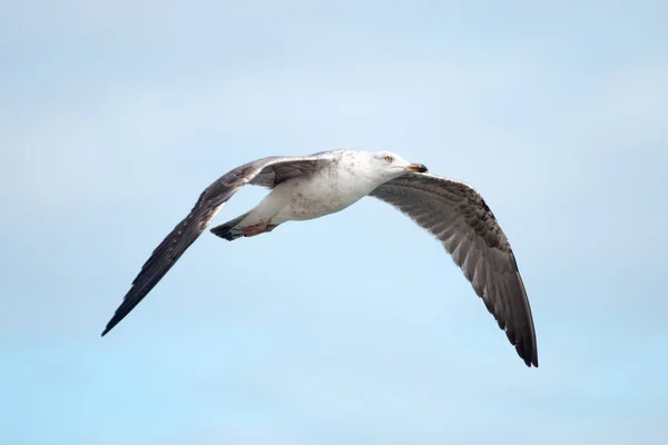 Fechar o voo da gaivota — Fotografia de Stock
