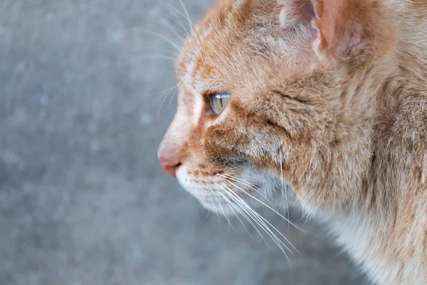 Orange katt på gatan — Stockfoto