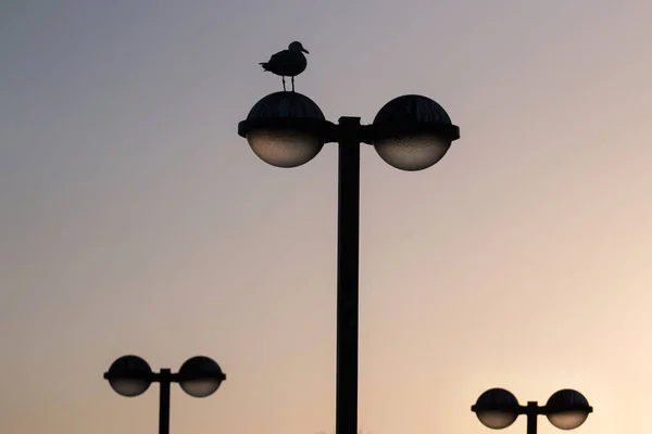 Lyktstolpe med seagull — Stockfoto