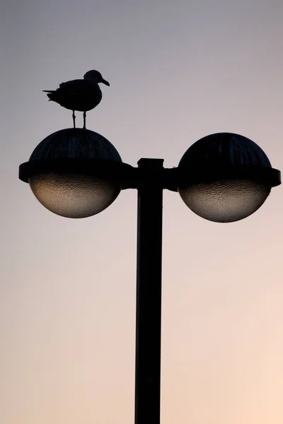 Streetlight з чайки — стокове фото