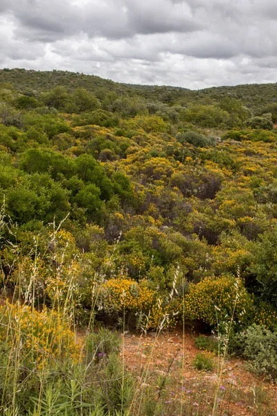 Beautiful countryside vegetation — Stock Photo, Image