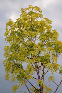 Dev rezene kır çiçeği