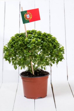 Ocimum en az bitki