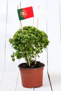 Ocimum en az bitki