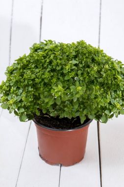 Ocimum en az bitki