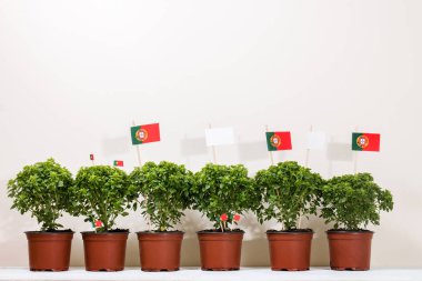 Ocimum en az bitkiler