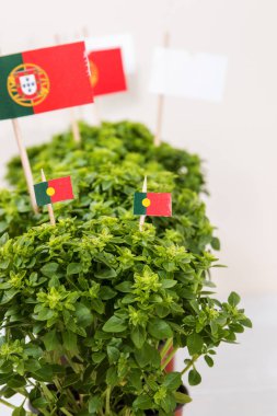 Ocimum en az bitkiler