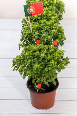 Ocimum en az bitkiler