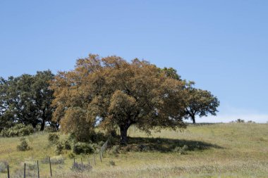 Quercus çobanpüskülü ağaç