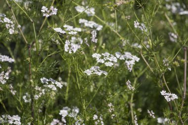 Kişniş (Coriandrum sativum)