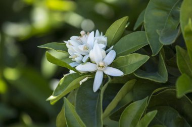 portakal ağacı çiçek