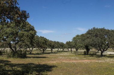 Alentejo manzarada bahar