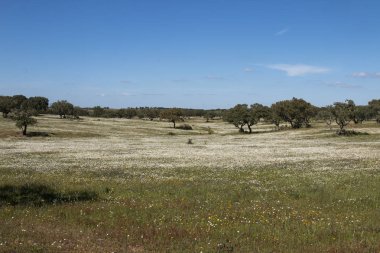 Alentejo manzarada bahar