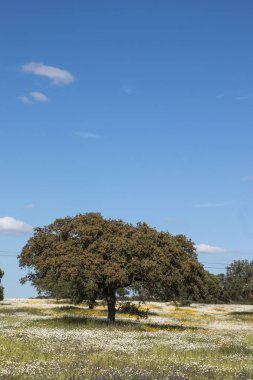 Alentejo manzarada bahar