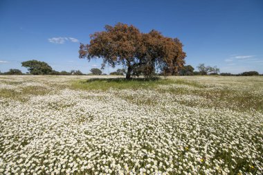 Alentejo manzarada bahar