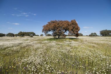 Alentejo manzarada bahar
