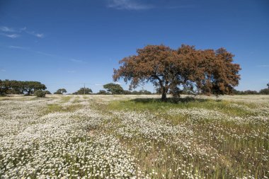 Alentejo manzarada bahar