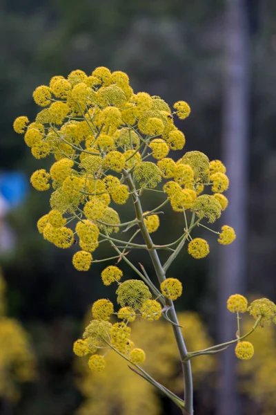 Flor silvestre de erva-doce gigante — Fotografia de Stock