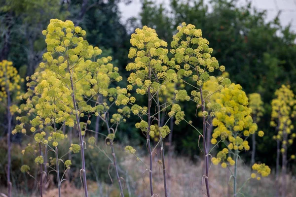 Obří fenykl wildflower — Stock fotografie