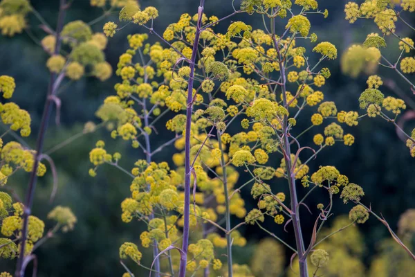 Flor silvestre de erva-doce gigante — Fotografia de Stock