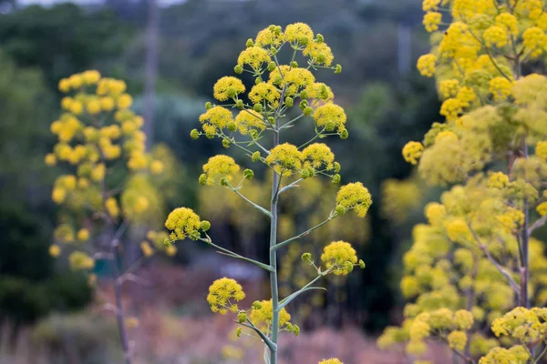 Riesenfenchel-Wildblume — Stockfoto