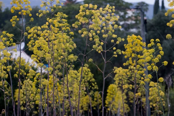 Hinojo gigante flor silvestre — Foto de Stock