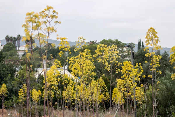Hinojo gigante flor silvestre — Foto de Stock