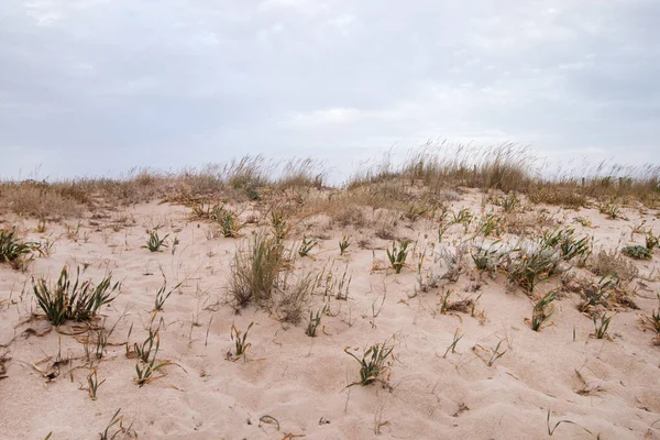 Dunas de arena con vegetación — Foto de Stock
