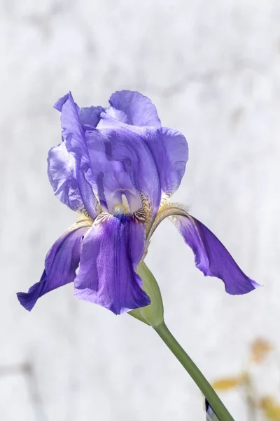 Iris germanica květ — Stock fotografie