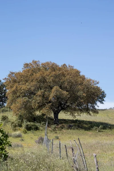 Quercus ilex tree — Stock Photo, Image