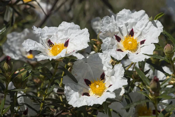 Cistus ladanifer kwiaty — Zdjęcie stockowe