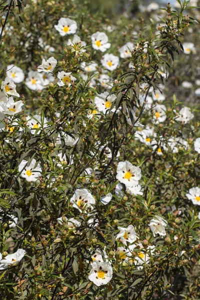 Cistus ladanifer flores — Fotografia de Stock