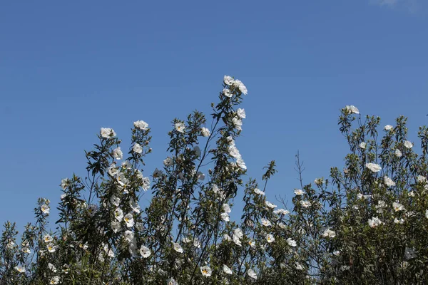 Cistus ladanifer 꽃 — 스톡 사진