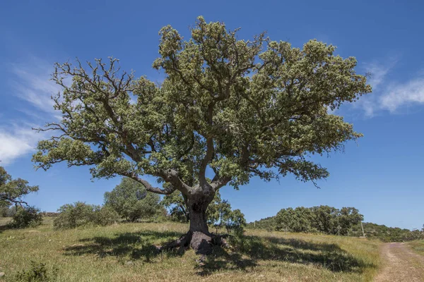 Quercus ilex strom — Stock fotografie