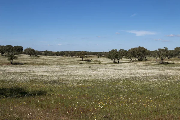 Alentejo manzarada bahar